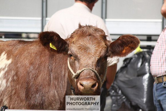 2013 Osmotherley Show 104