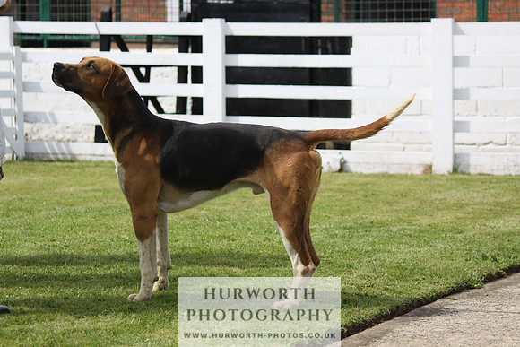 Hurworth Hunt Puppy Show 121