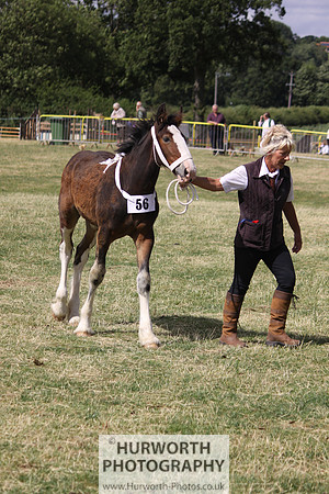 2013 Osmotherley Show 164