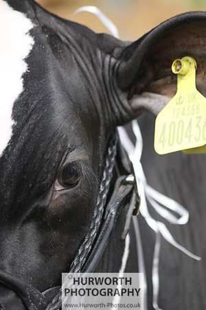 North Yorkshire County Show 043