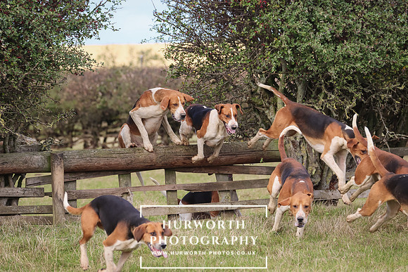 Hurworth Hunt 25