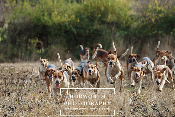 Hurworth Hunt 6