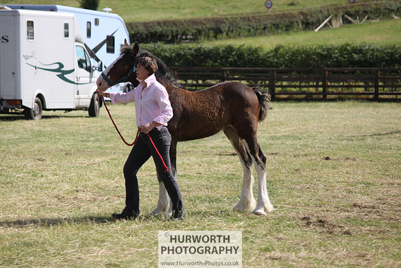 2013 Osmotherley Show 327