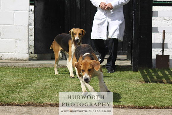 Hurworth Hunt Puppy Show 055