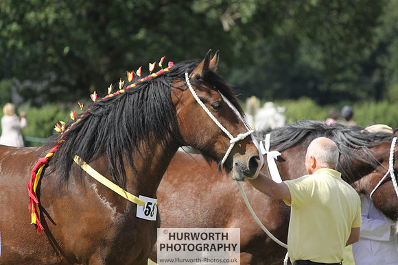 2013 Osmotherley Show 166