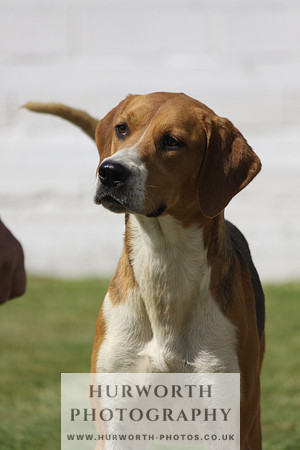 Hurworth Hunt Puppy Show 066
