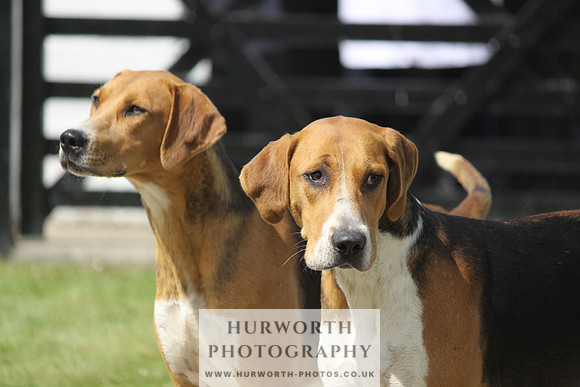 Hurworth Hunt Puppy Show 050