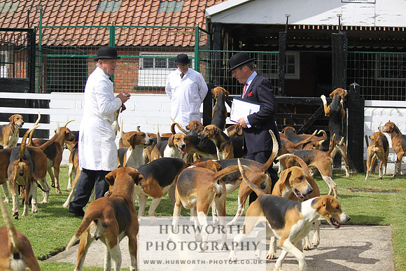 Hurworth Hunt Puppy Show 139
