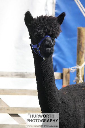 North Yorkshire County Show 030