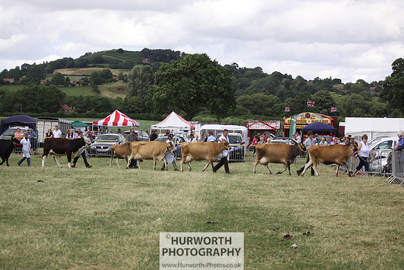 2013 Osmotherley Show 237