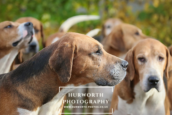 Hurworth Hunt  120