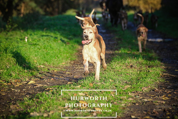 Hurworth Hunt  220