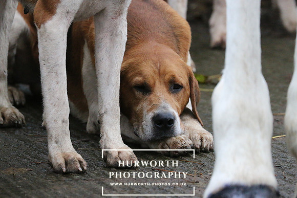 Hurworth Hunt  92