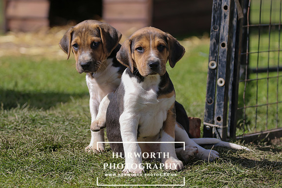 Hurworth Hunt Puppies 055