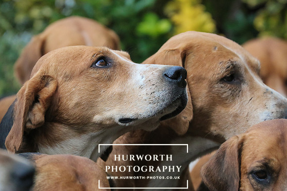 Hurworth Hunt 091