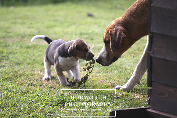 Hurworth Hound Pups 013