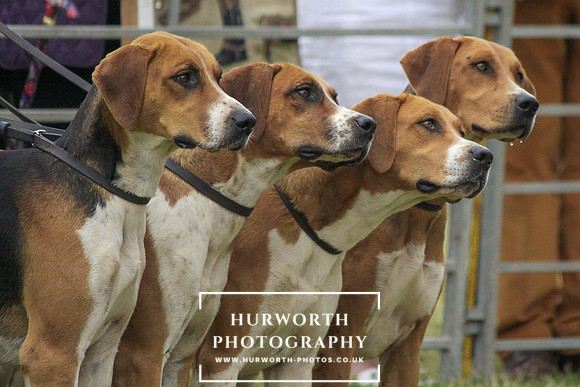 Festival of Hunting-120
