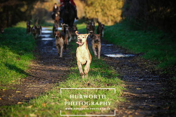 Hurworth Hunt  216
