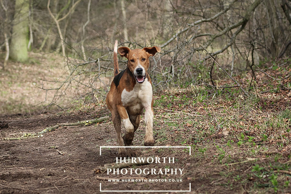 Hurworth Hunt 413