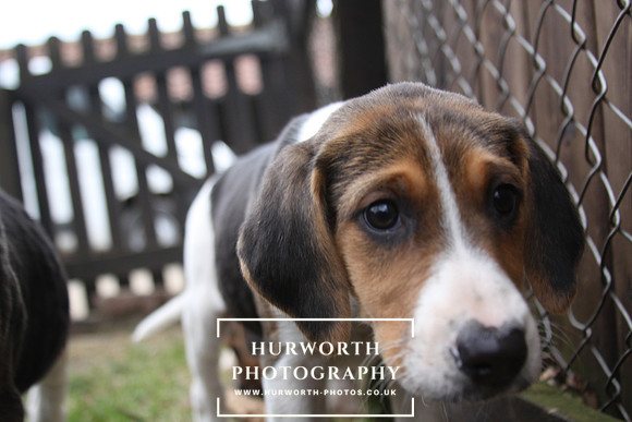 Hurworth Hunt Hound Pups 062