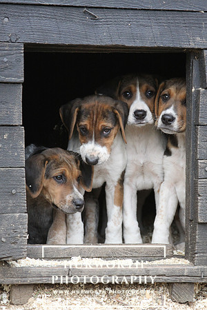 Hurworth Hunt Hound Pups 144