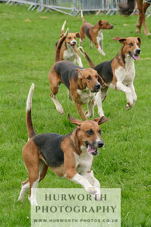 Hurworth Hunt 51
