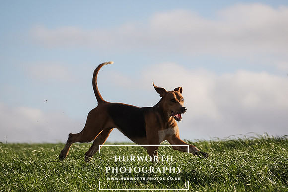 Hurworth Hunt 097