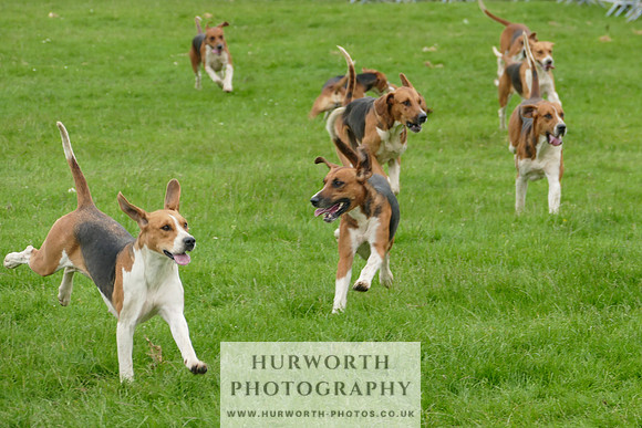 Hurworth Hunt 50