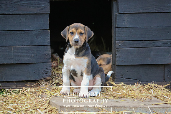 Hurworth Hunt Puppies 197