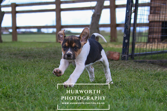 Hurworth Hunt Puppies 186
