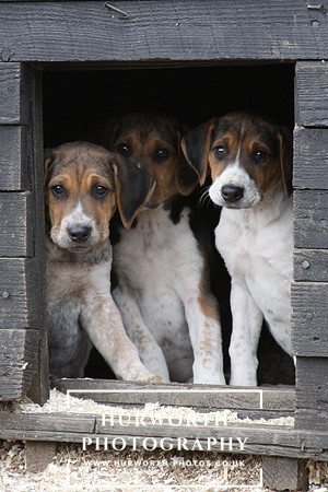 Hurworth Hunt Hound Pups 118