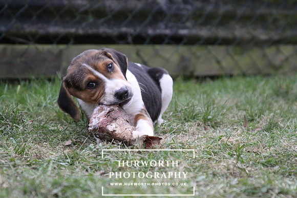 Hurworth Hunt Hound Pups 137