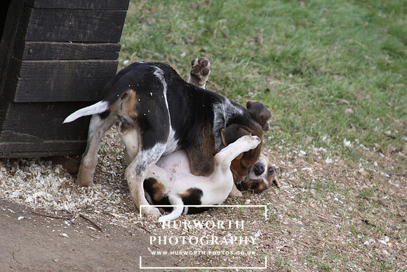 Hurworth Hunt Hound Pups 049
