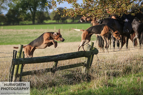 Hurworth Hunt 431