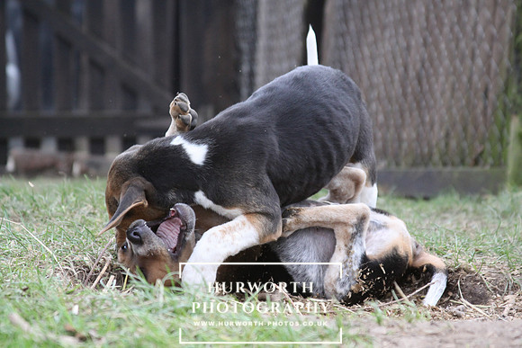 Hurworth Hunt Hound Pups 039