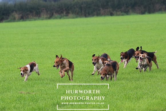 Hurworth Hunt 433
