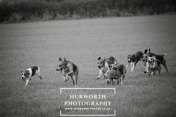 Hurworth Hunt 434