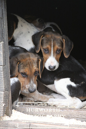 Hurworth Hunt Hound Pups 164