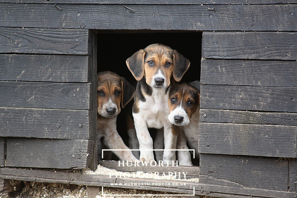 Hurworth Hunt Hound Pups 121