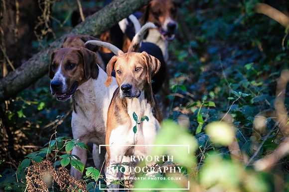 Hurworth Hunt 309