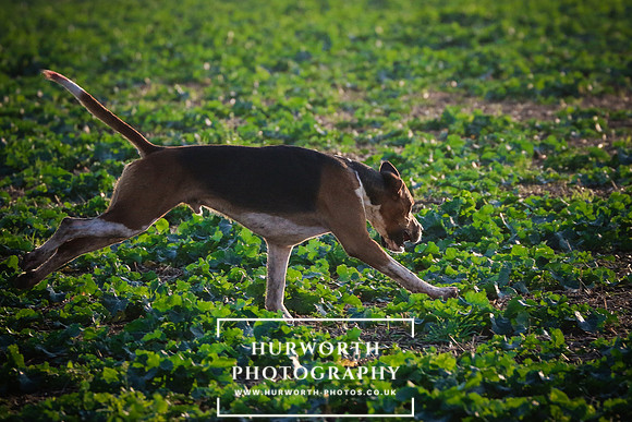 Hurworth Hunt 328