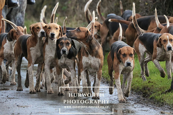 Hurworth Hunt 013