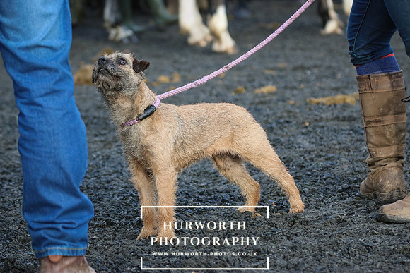 Hurworth Hunt 065