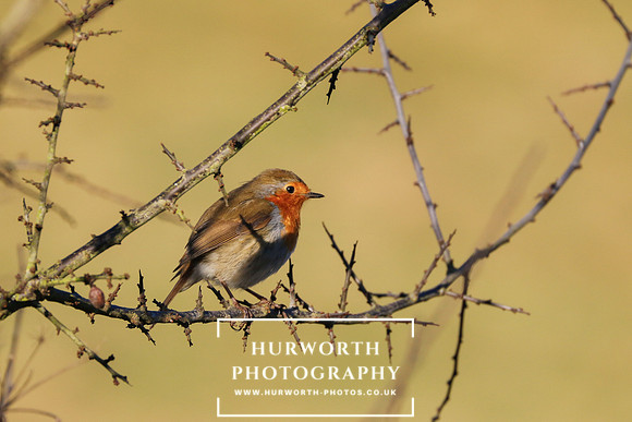 Hurworth Hunt 69