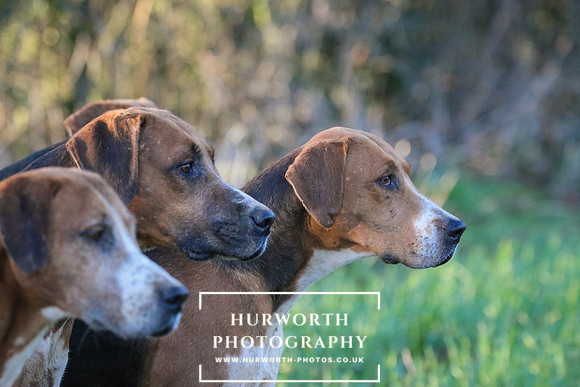 Hurworth Hunt 286