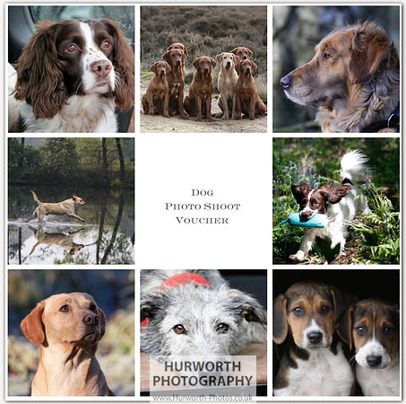 Dog Photo Shoot Gift Voucher