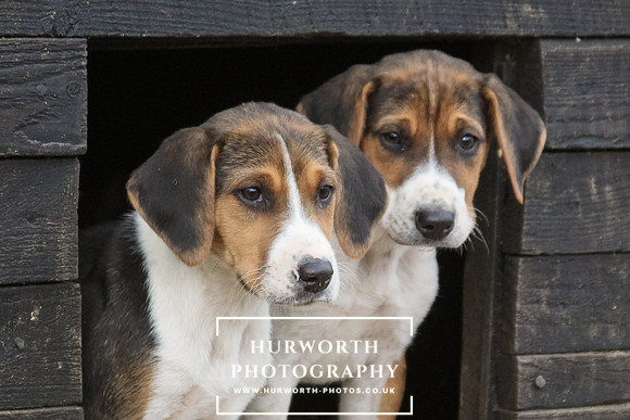Hurworth Hunt Hound Pups 070
