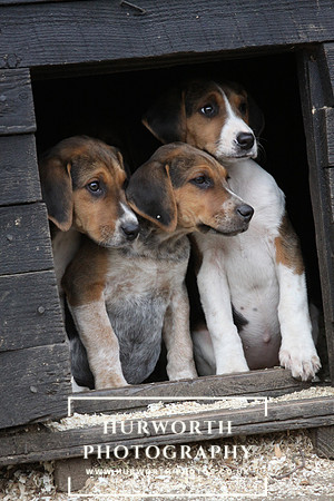 Hurworth Hunt Hound Pups 150