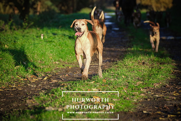 Hurworth Hunt  222