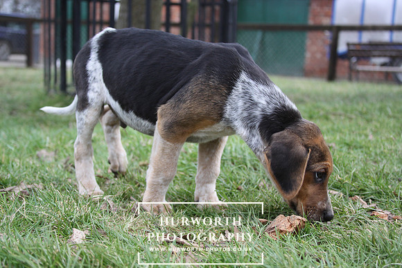 Hurworth Hunt Hound Pups 030